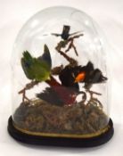 Late Victorian / Early Edwardian Taxidermy Display of four South American birds of paradise under