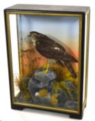 Early to mid 20th Century Taxidermy cased Sparrow Hawk (Accipiter nisus) by Hutchins of Aberystwyth.