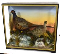 Early to mid 20th Century Taxidermy cased Brace of Common Ring necked Pheasants (Phasianus