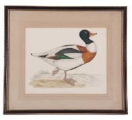 Rev. Francis Orpen Morris (British,19th century), 'Sheildrake', hand coloured lithograph,19.