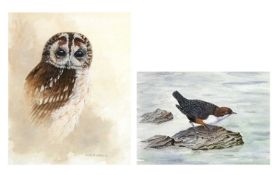 Julie G. Askew (b.1969), 'Tawny Owl', watercolour, signed, 37x28cm and J.Abdella, study of a Dipper,