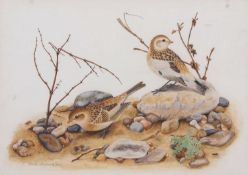 Sarah Merlen (British, 20th century), Male and Female Snow buntings, gouache, signed and dated 1983,