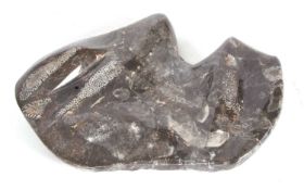 A Coral Bryozoan Devonian marble fossile from the Moroccan Sahara