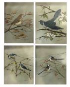 Eric Turner (British, 20th century), Four ornithological studies: Pair of Blue Tits (note: housed