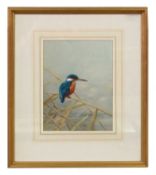 Raymond Watson (b.1958), Kingfisher perched over water, watercolour, signed, 23x30cm, framed and