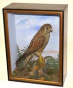 Victorian unattributed Norfolk School cased taxidermy Eurasian Kestrel (Falco tinnunculus) set in