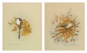 David Andrews (British, 20th century), studies of a Nuthatch, a Blackcap and a Stonechat,