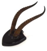 Small pair of mounted Antelope horns mounted to black ebonised wooden shield . length of horns: