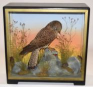 Early to mid 20th Century Taxidermy cased Eurasian Kesteral (Falco tinnunculus) by Hutchins of