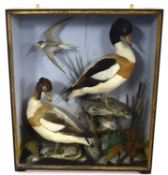 20th Century unattributed Taxidermy cased brace of Shell ducks and Little Tern, set in