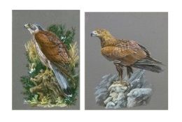 Mervyn Seagrove (b.1924), A Golden Eagle on a rock crag, watercolour, monogrammed, 59X49cm, and