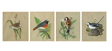 Bryan Shaw (20th century), Studies of a Wren on a grass stem with spider, a Redstart, a Goldfinch