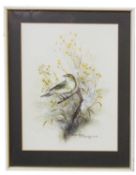 Christopher Scales (British, 20th century), 'Willow Warbler' gouache and watercolour, signed and
