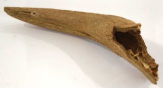 Natural History Interest: Fossilised / petrified Bison horn