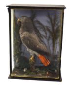 Victorian / Early 20th Century Taxidermy cased African grey Parrot (Psittacus erithacus) by