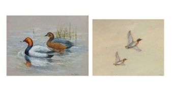 Philip Rickman (1891-1982), 'Pochard Ducks' , watercolour, signed and titled verso, 19x24cm, and