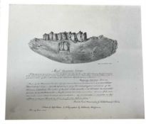 An interesting lithograph depicting the fossilized remains of a rhinocerous jaw, as found in Cromer.