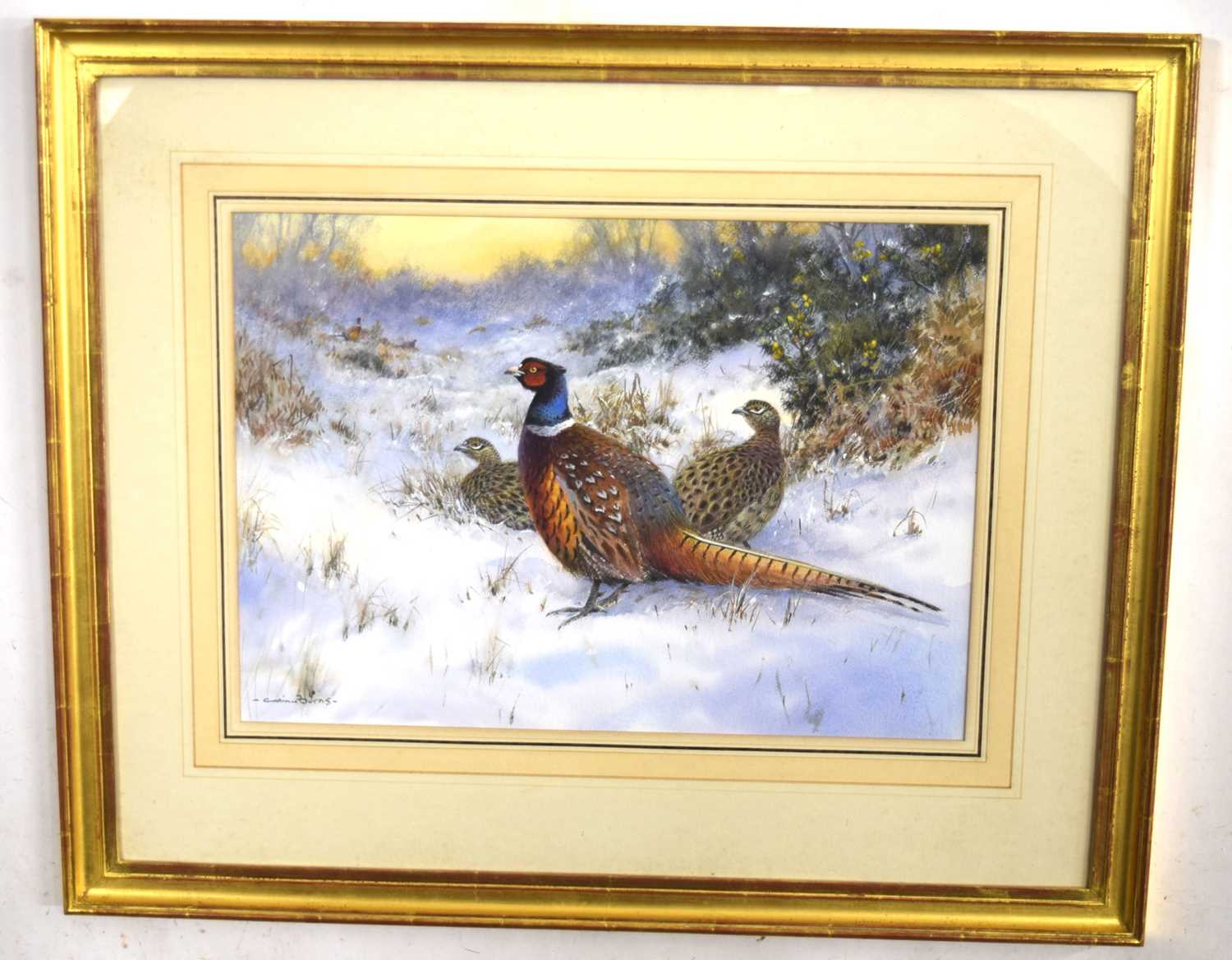 Colin W Burns (British, b. 1944) "Pheasants", watercolour 13" x 18" signed Colin W Burns lower left,