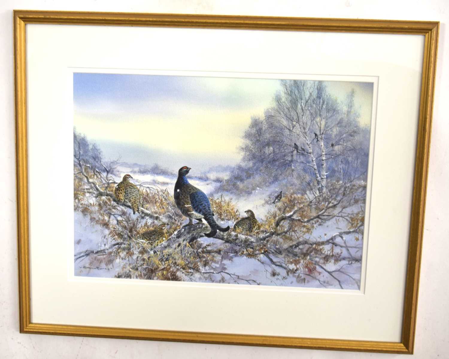 Colin W Burns (British, b. 1944) "BlackGame in the Birches Perthshire", water colour 13" x 18"