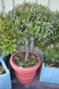 Large potted bay tree