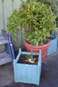 Large potted bay tree