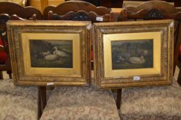 Pair of late 19th Century studies of ducks, oil on board, gilt framed, frames damaged