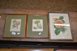 Group of three various botanical prints