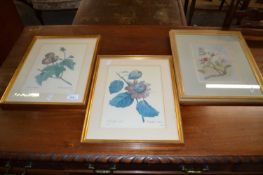 Two botanical prints and a further watercolour study (3)