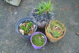 Group of four various plant pots and contents