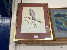 P A Stevens, study of a sparrowhawk, framed and glazed
