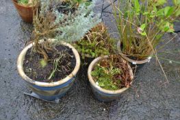 Group of four various plant pots with contents