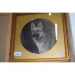 Print of a German Shepherd, framed and glazed