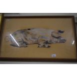 Study of a pig, framed and glazed