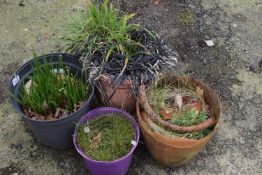 Four pots of various plants