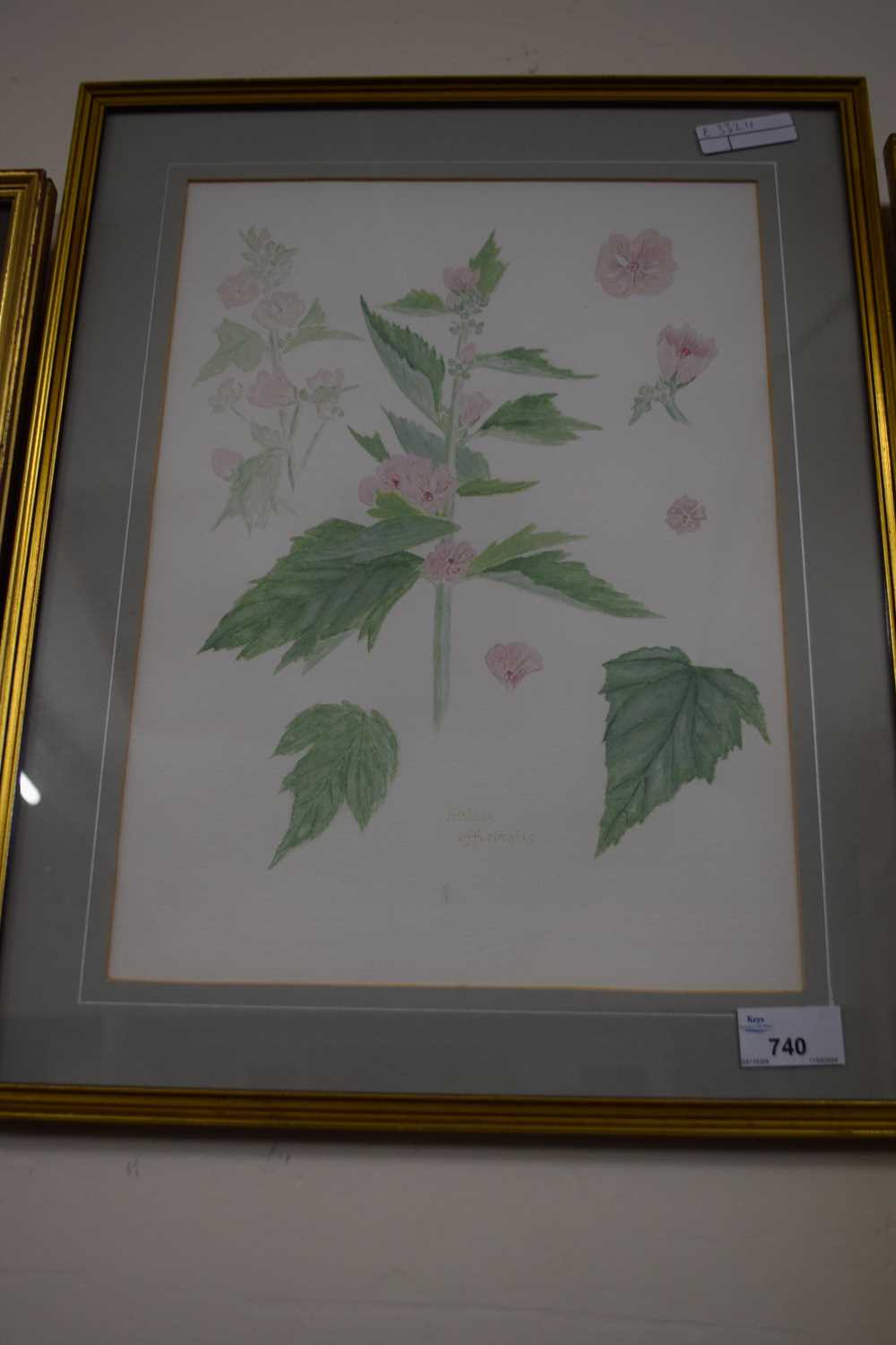 Modern British school botanical study, watercolour, framed and glazed