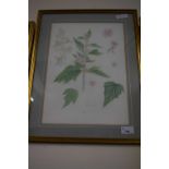 Modern British school botanical study, watercolour, framed and glazed