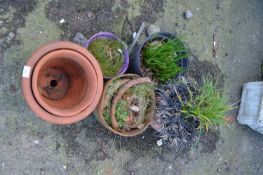 Quantity of terracotta plant pots and others