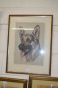 Study of a German Shepherd named Bandit, framed and glazed