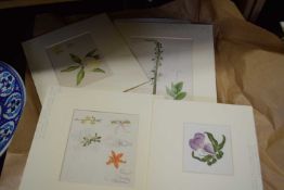 Quantity of floral watercolour studies, mounted, unframed