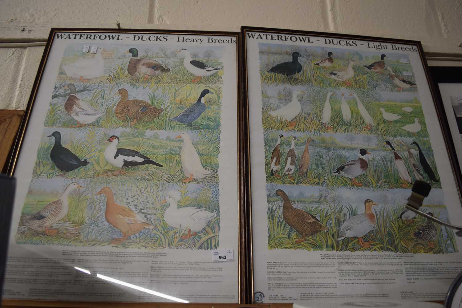 Waterfowl ducks, framed prints (2)
