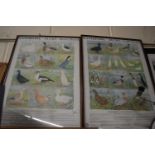 Waterfowl ducks, framed prints (2)