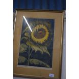 P M Roper, Sunflower, coloured print, one of five, framed