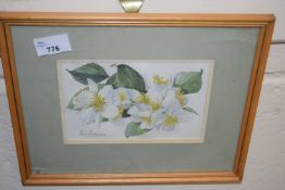 Botanical study by Iris Francis, watercolour, framed and glazed
