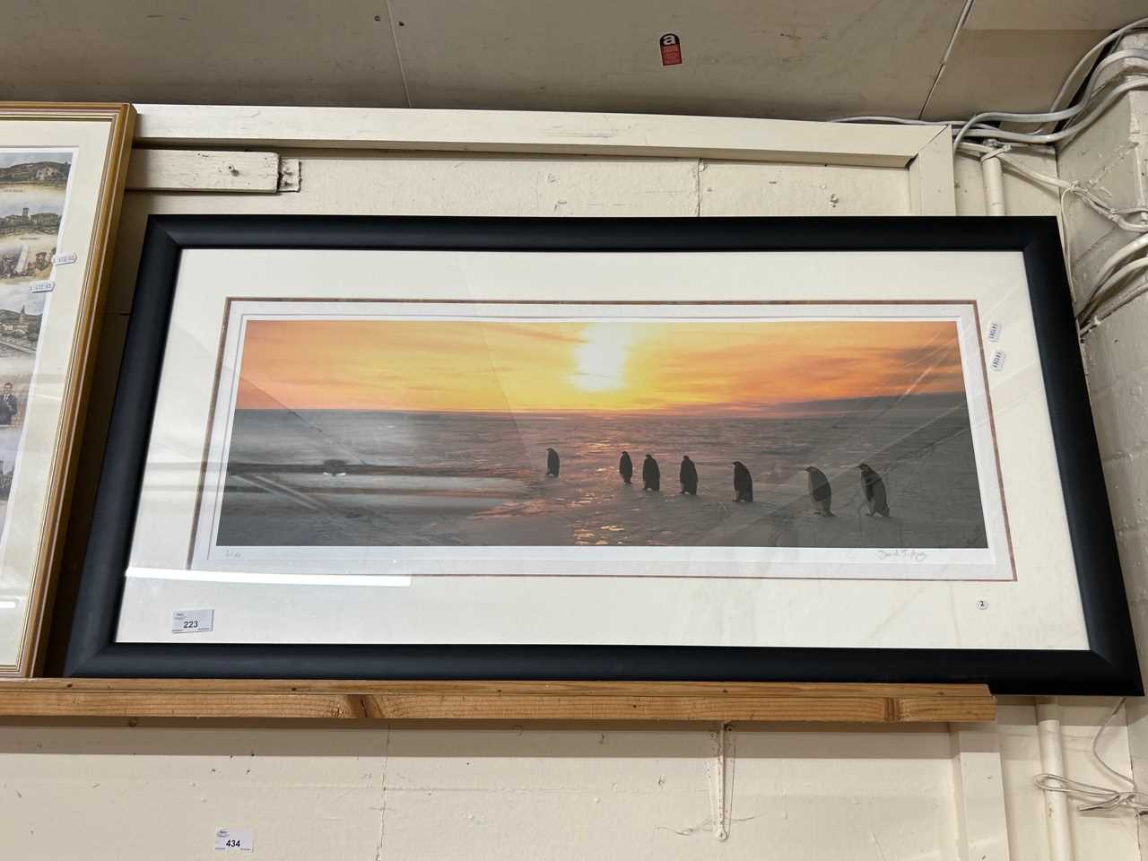 David Tipling, photographic print of King Penguins, framed and glazed