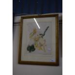 Study of orchids, watercolour, framed and glazed