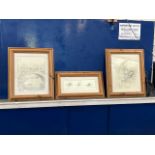 Winnie-the-Pooh Interest - A group of three studies set in pine frames