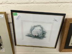 Hayley Albrecht, study of a chicken, framed and glazed