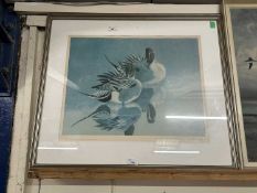 After Charles Frederick Tunnicliffe (1901-1979), 'Pintail', limited edition lithograph, numbered 484