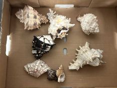 Mixed Lot: Sea shells
