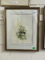 Andrew Osborne (British), Great Tit, watercolour, signed, 9.5x12ins, framed and glazed.